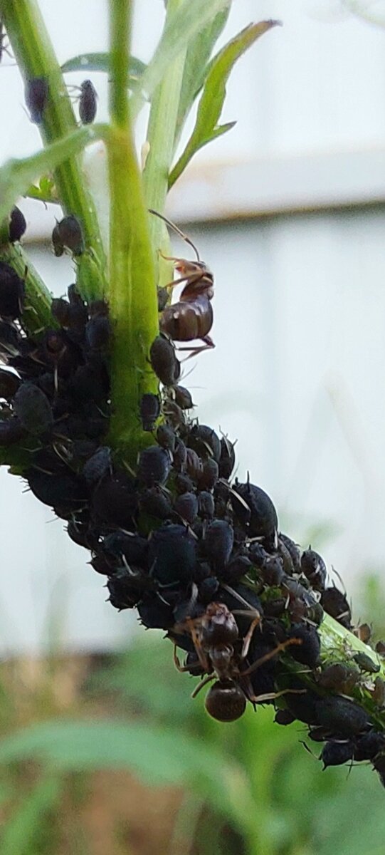 тля на растениях