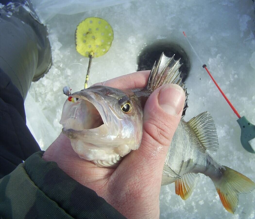 Окунь – один из самых популярных уловов рыбаков в зимний период на реках и озерах России. Он неприхотлив и хватает, при определенных условиях, все, что «опускают» в воду.