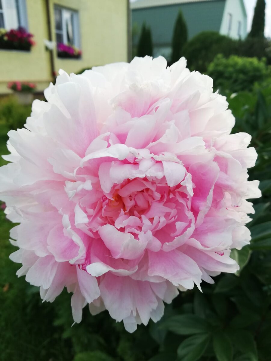 Фото автора. Ещё один красавчик - пион! 