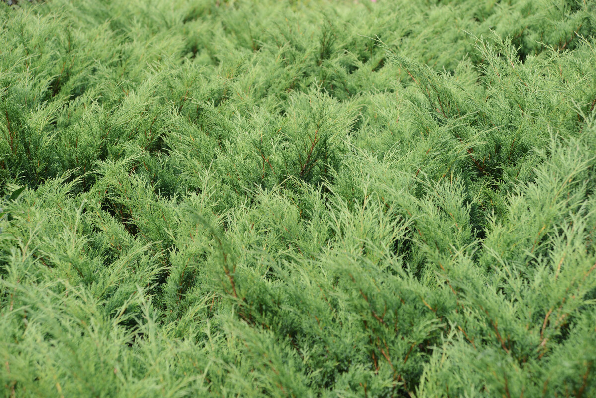 Можжевельник сибирский, (шишкоягоды). Можжевельник обыкновенный верес. Можжевельник обыкновенный (juniperus communis). Можжевельник грей оул. На моей полянке были разбросаны кусты можжевельника.