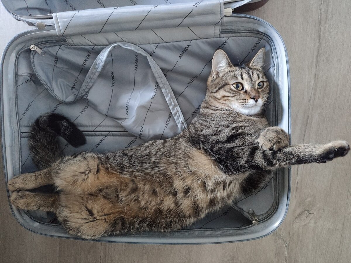 Все, у кого есть котики, сбор чемоданов начинают именно с них