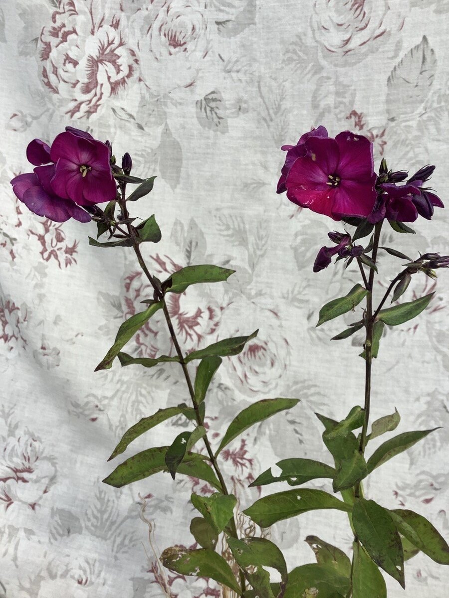 Флокс Эсмеральда