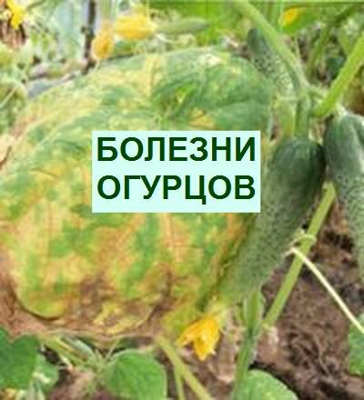 вредители огурцов в теплице