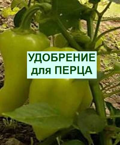 чем удобрить перцы