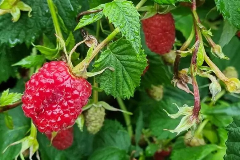 Малина ремонтантная куст. Малина на участке красиво. Малина весной. Малина куст. Малина абрикосовая ремонтантная.