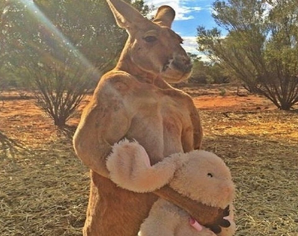 Взрослый кенгуру, не выпускает из лап полюбившегося зайца