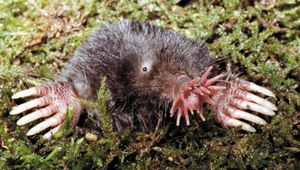Topo de nariz estrellada - Los animales mas feos del planeta Weird looking anima