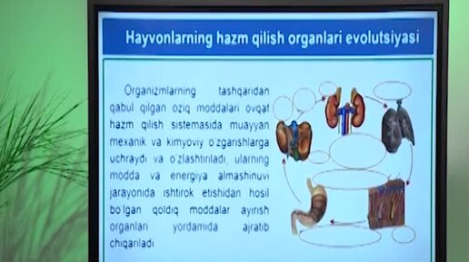 Jinsiy onalar Italiyada gunoh qilishadi