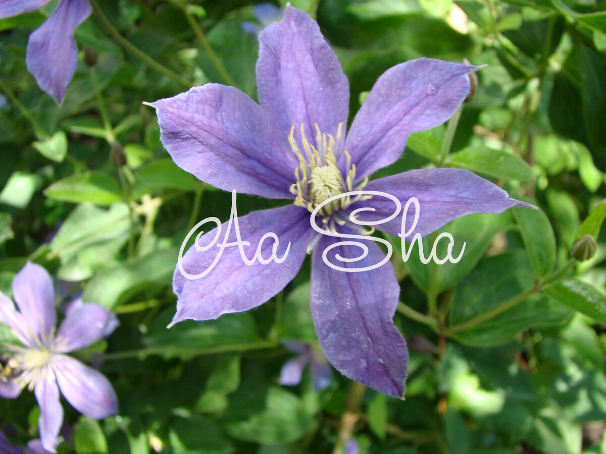 Arabella начинает раскрываться. цвет практически такой же