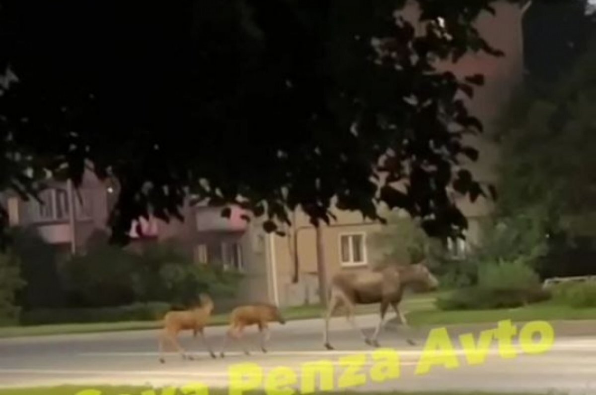    В Заречном сняли на видео, как лосиха с лосятами переходят дорогу по зебре