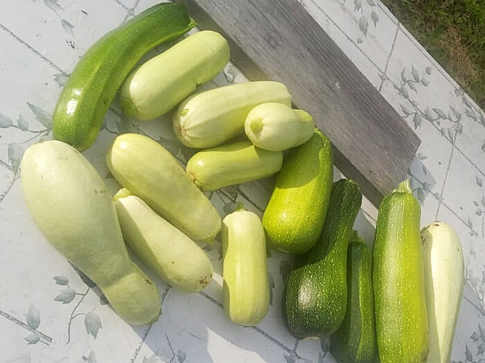 Кабачки у меня на огороде, 24 июля 2023 года.