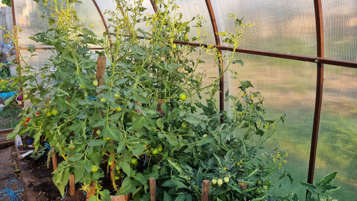 томаты в моей теплице