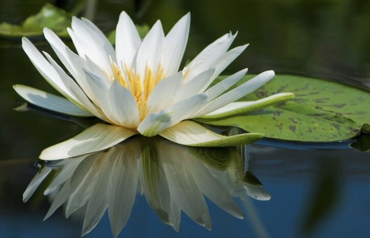 Картинка из интернета 