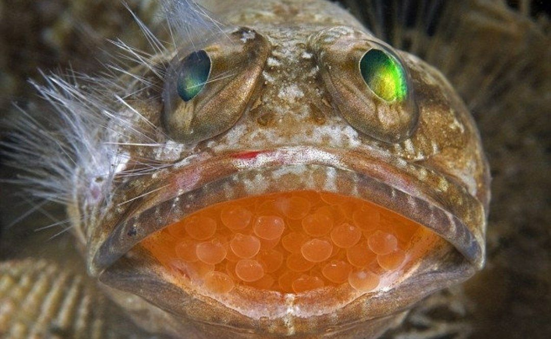 Пестрый большерот. Большерот рыба с икрой. Рыба которая вынашивает икринки во рту. Рыба вынашивает икру во рту. Рыба откладывающая икру в моллюске