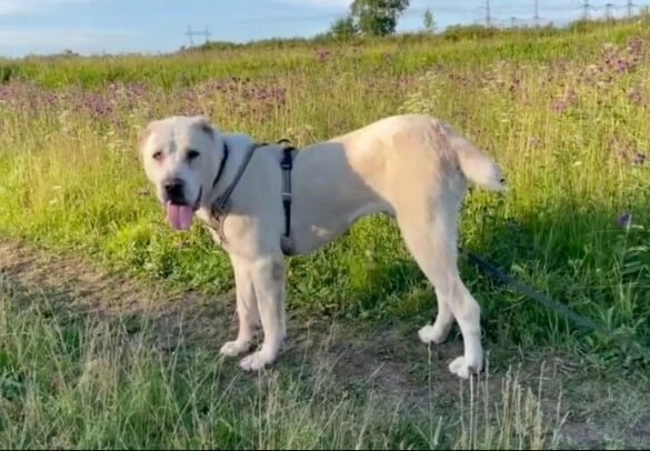 Белый медвежонок