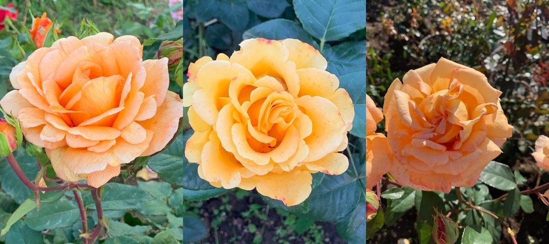 27 июля 2023. Заканчивается первое цветение роз. Роза Ашрам.