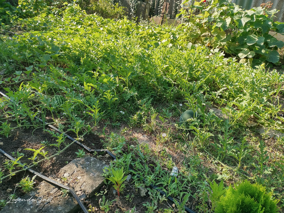 Арбузики видите? Их там несколько темненьких