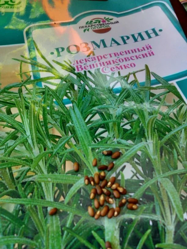 Семена розмарина