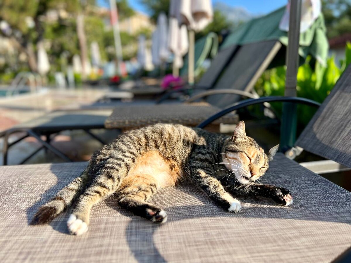 Даже котикам проще поехать отдыхать в Турцию