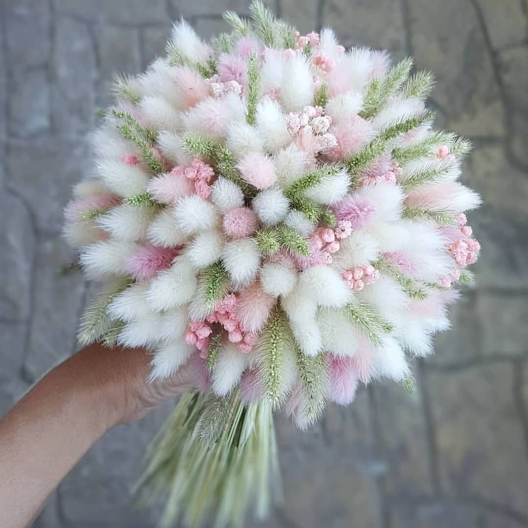 Зайцехвостник яйцевидный