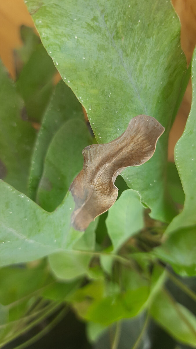 Пересушка земляного кома у папоротника