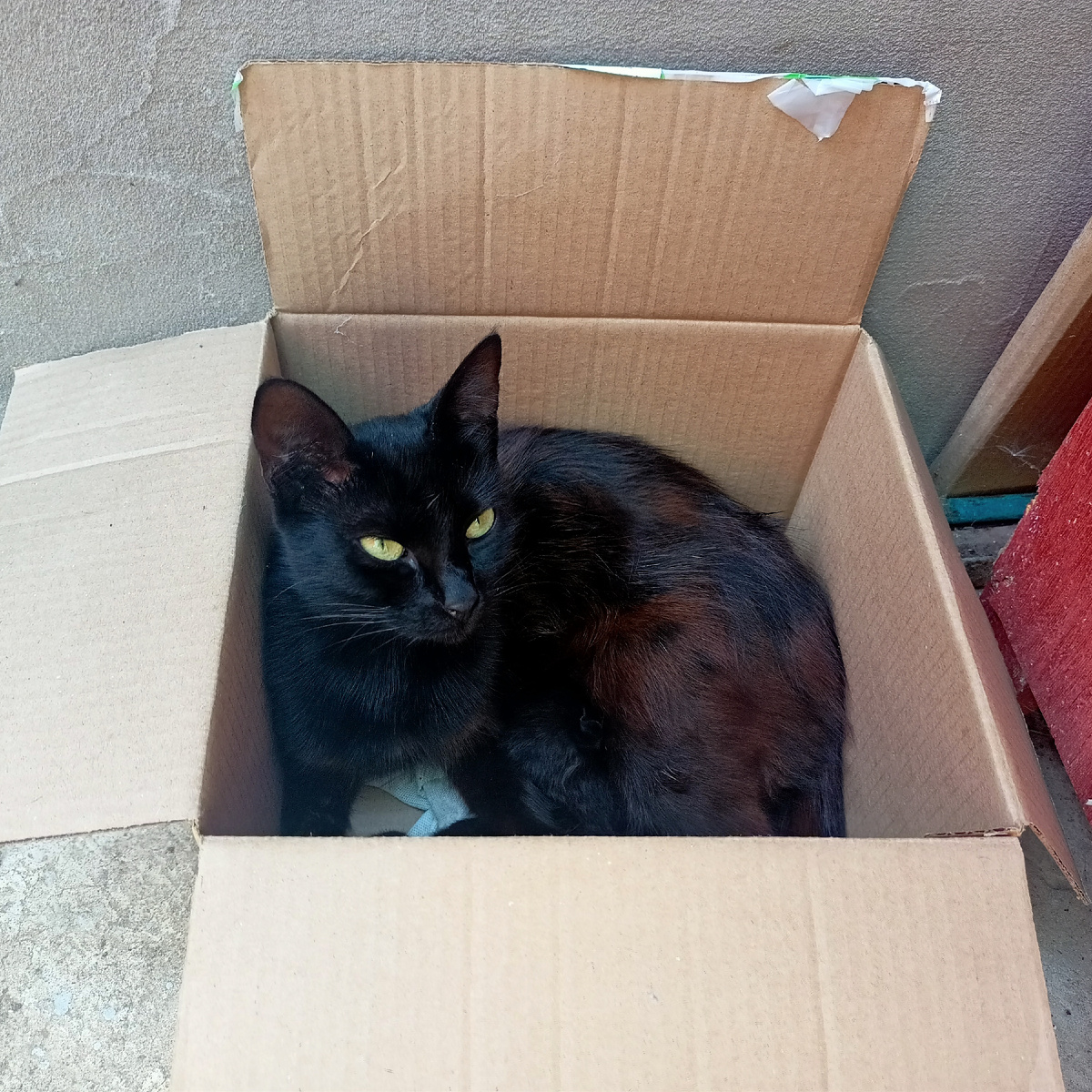 Кошка на посту, фото автора 