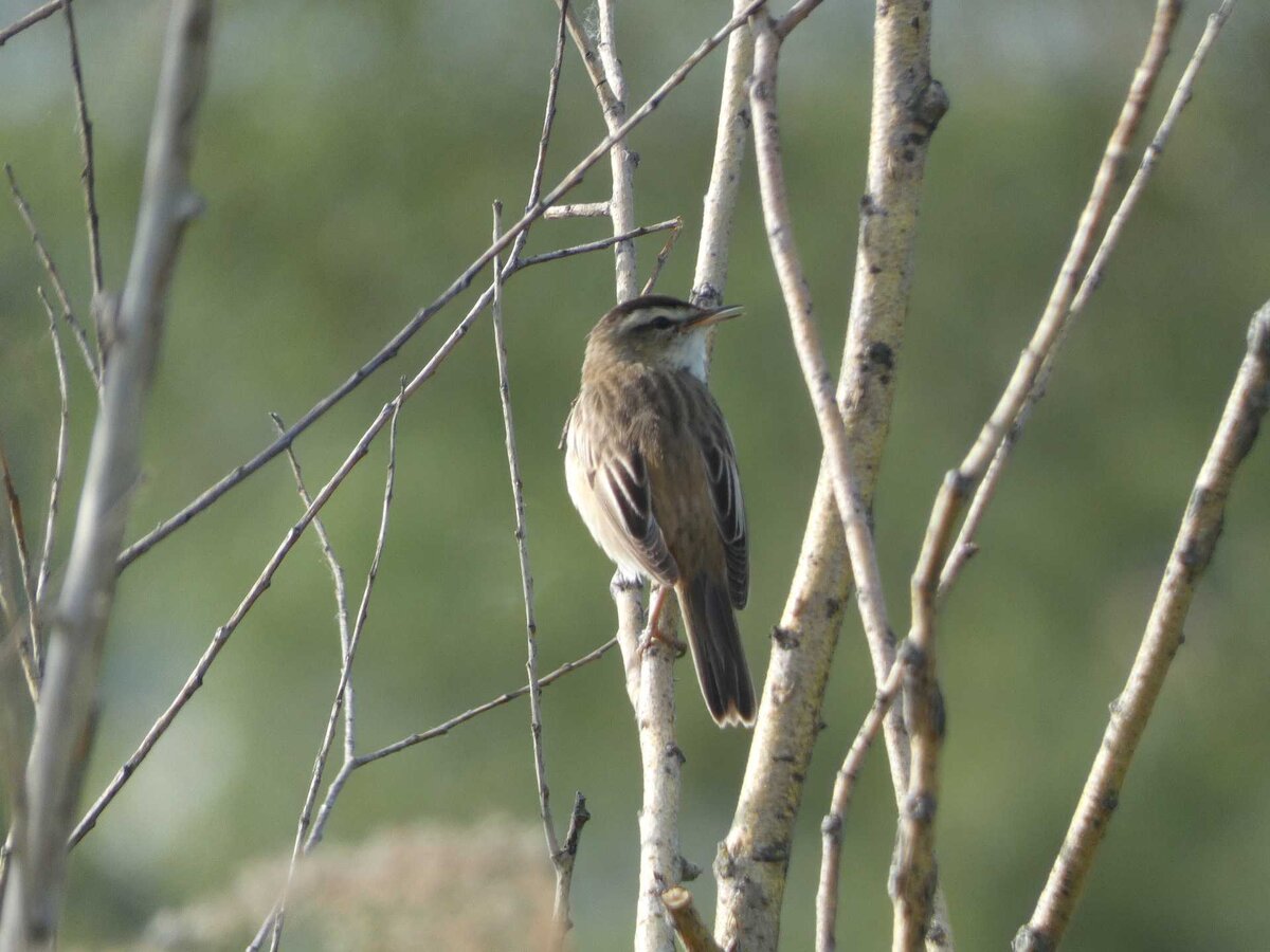 камышовка-барсучок