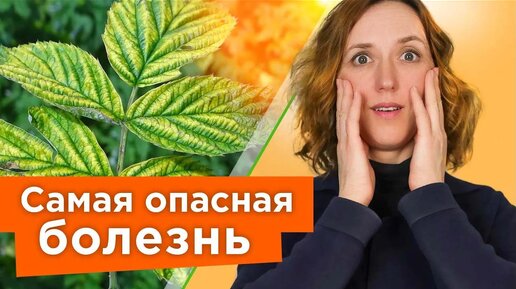 下载视频: Немедленно удалите такие кусты малины и смородины, чтобы они не заразили весь сад опасной болезнью!