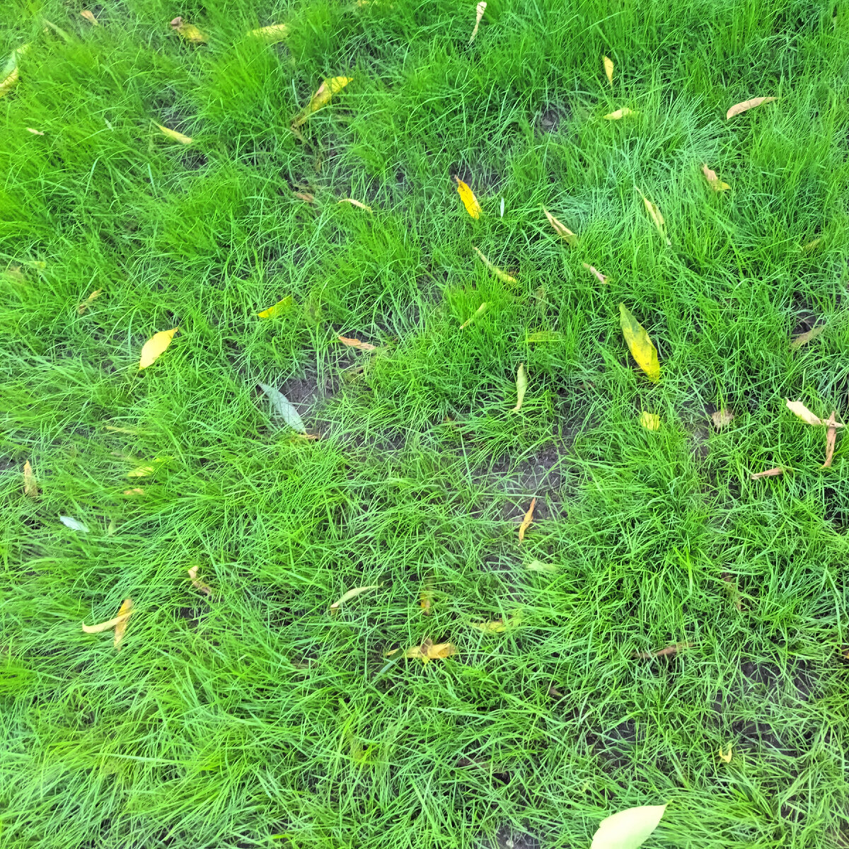 И снится нам трава, трава у дома ...