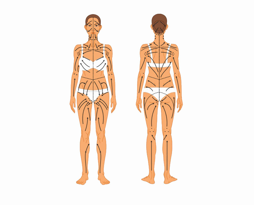 Функции лимфатической системы