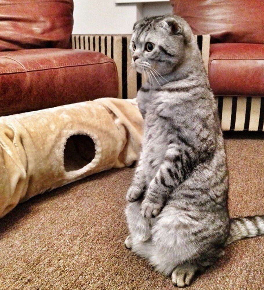 Скоттиш-фолд Шотландская вислоухая кошка задние