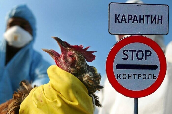 В Ковровском районе нашли очаг еще одной смертоносной болезни животных –– гриппа птиц. В нескольких населенных пунктах ветинспекция ввела запрет на охоту и ограничения на содержание кур.