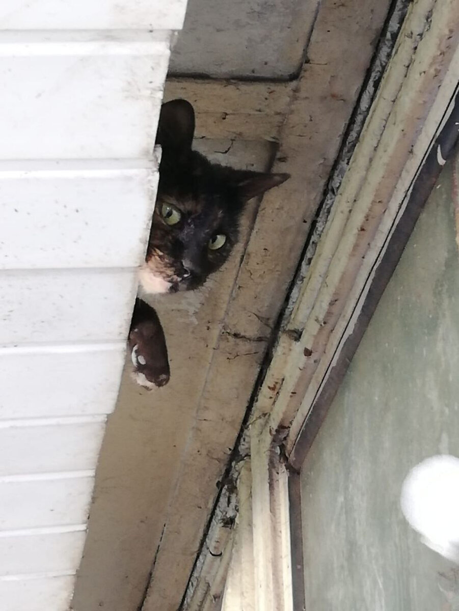 «Дратути…»