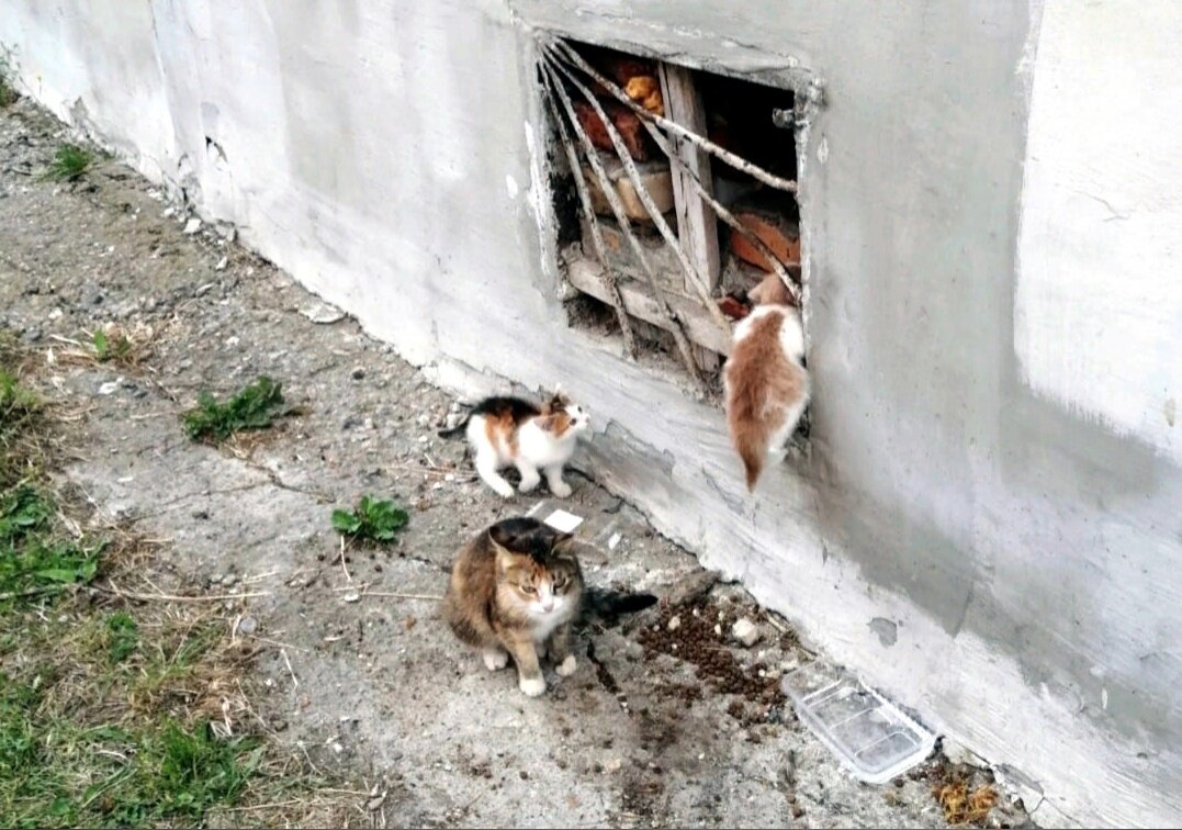 Кошку с котятами обнаружили в подвале