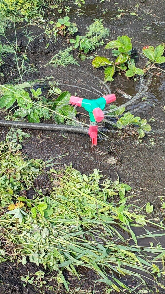 Не, величество трава, правда лёжа. 