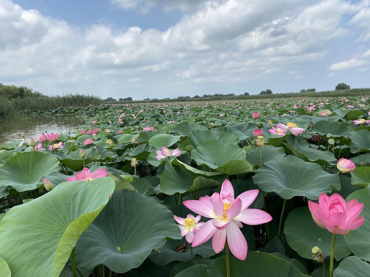 Лотос растет в стоячей воде. Каждое утро он поднимается из воды и распускается. Его цветок всегда повернут к солнцу. А вечером лотос закрывается и погружается под воду. Так происходит в течение трех дней, потом лотос вянет. Фото автора
