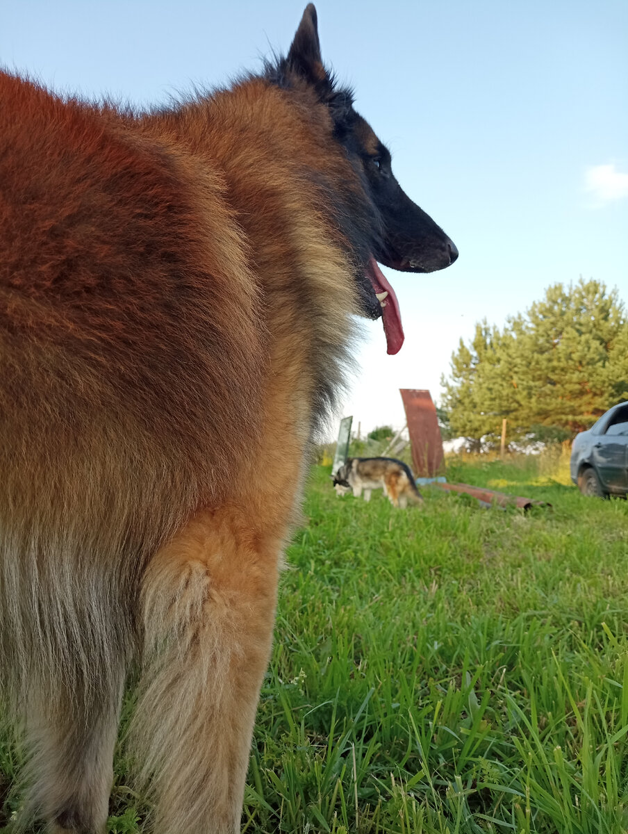 Вот он, мой длинношёрстный и очень пушистый красавец. Фото автора