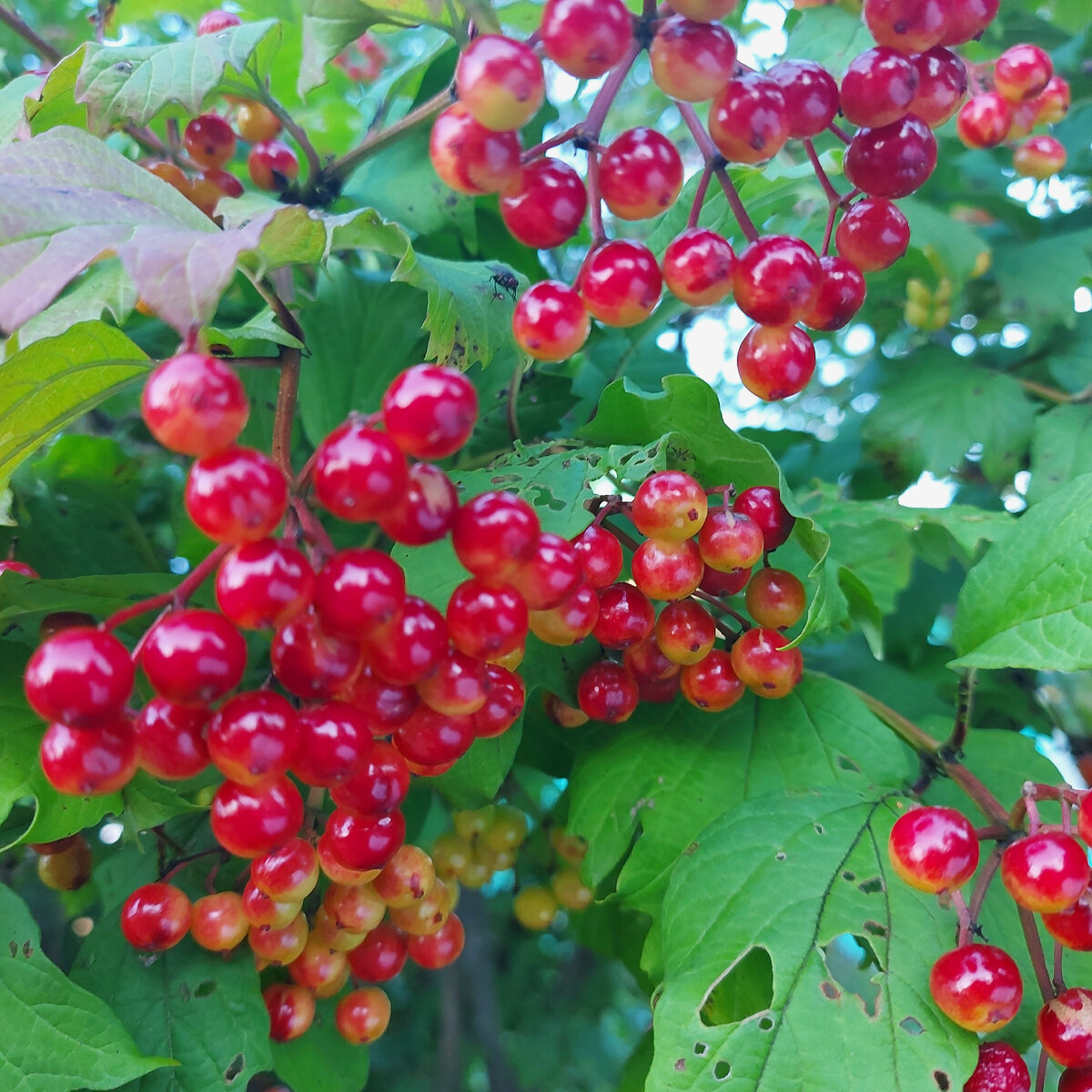 Калина на даче