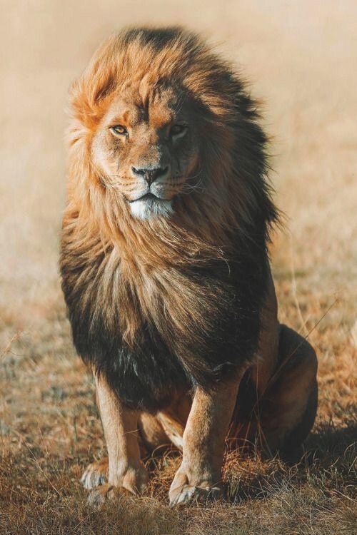 Какой красавец 🤌🏽