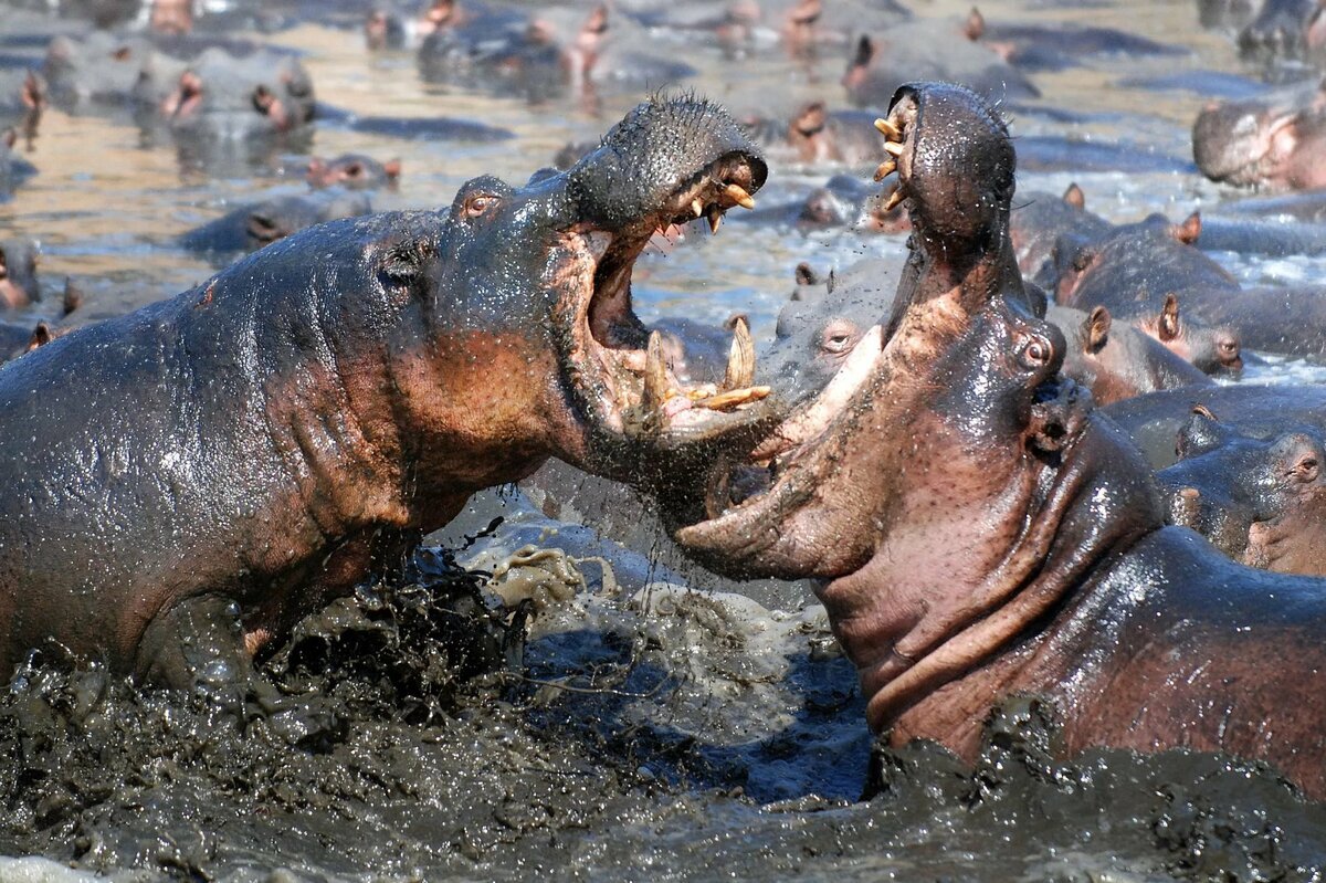 Следует признать, что в пик сезона, аланийский пляж ничуть не уступает сочинскому или анапскому.