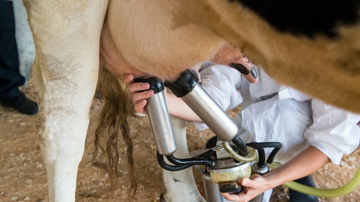     Компания «Panaev Farms» начала производить в городе Нукусе на северо-западе Узбекистана иммунное молоко и молочную продукцию, способную нейтрализовать коронавирус. Об этом сообщает Министерство высшего образования, науки и инноваций страны.