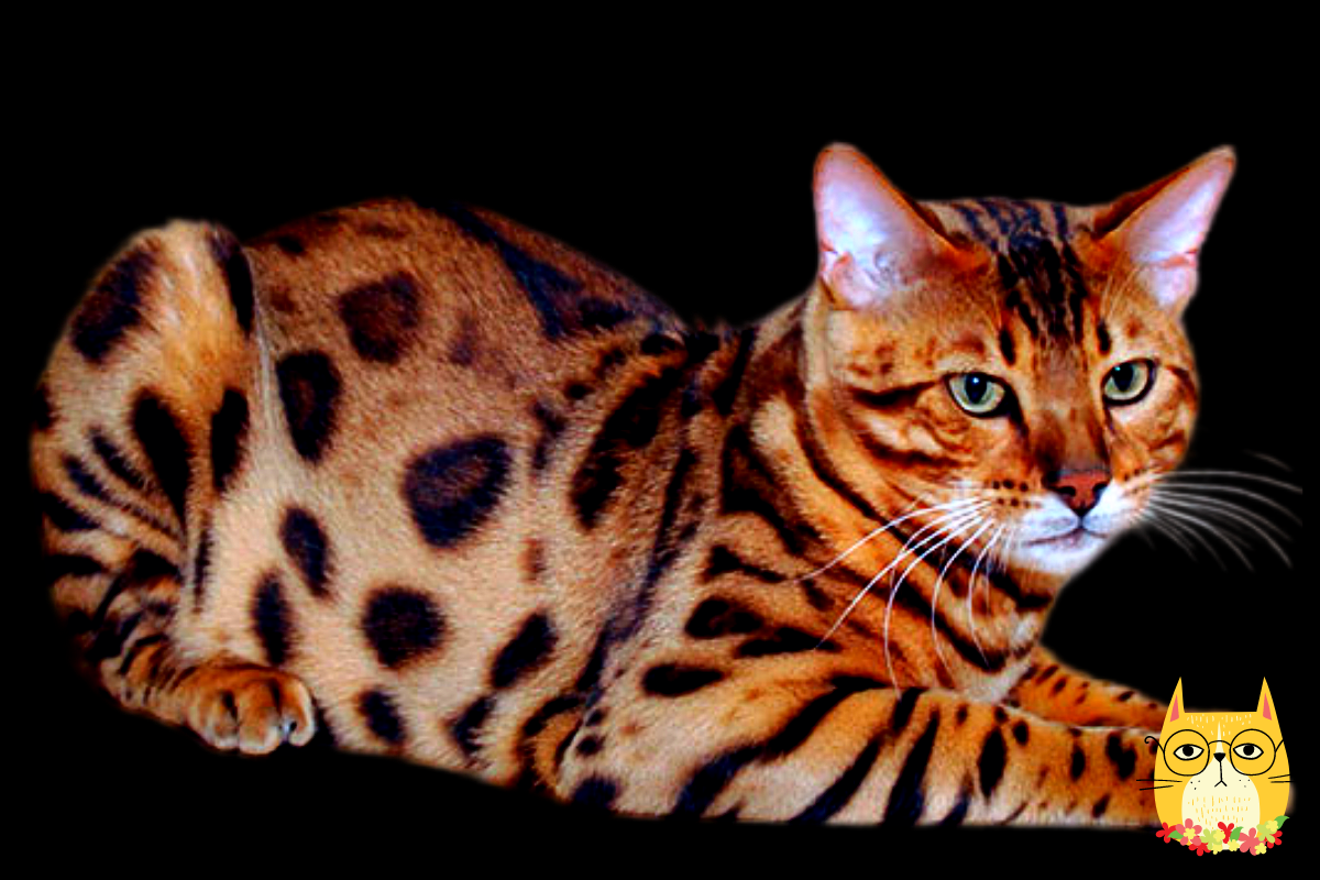 Сервал ашера саванна. Мейн кун ашера. Саванна кошка. Мейн кун ашера. Саванна ашера кошка.