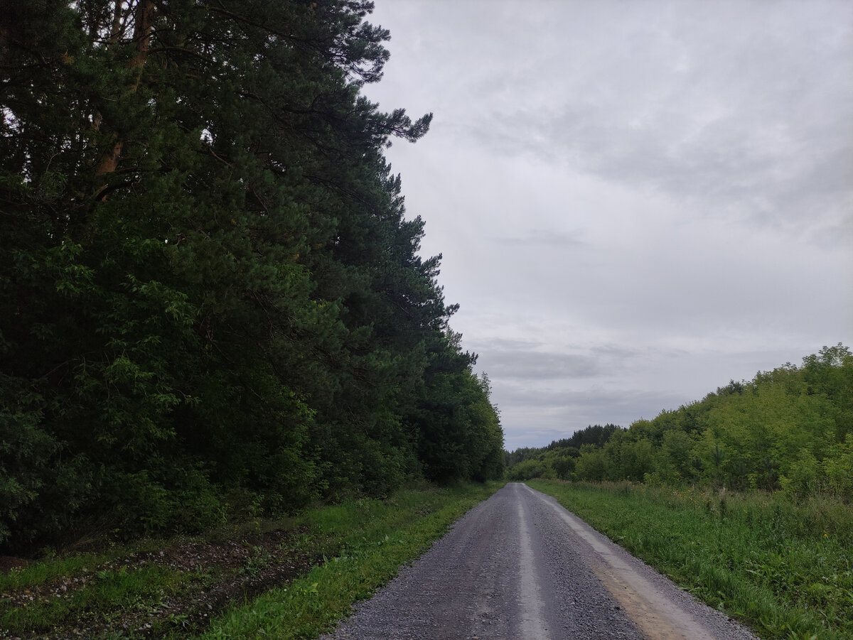 На самом деле справа - совсем молодые посадки сосен. А слева деревьям - лет 60-70