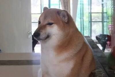    Известный как Болци (или Чимс) мемный пес ©Скриншот