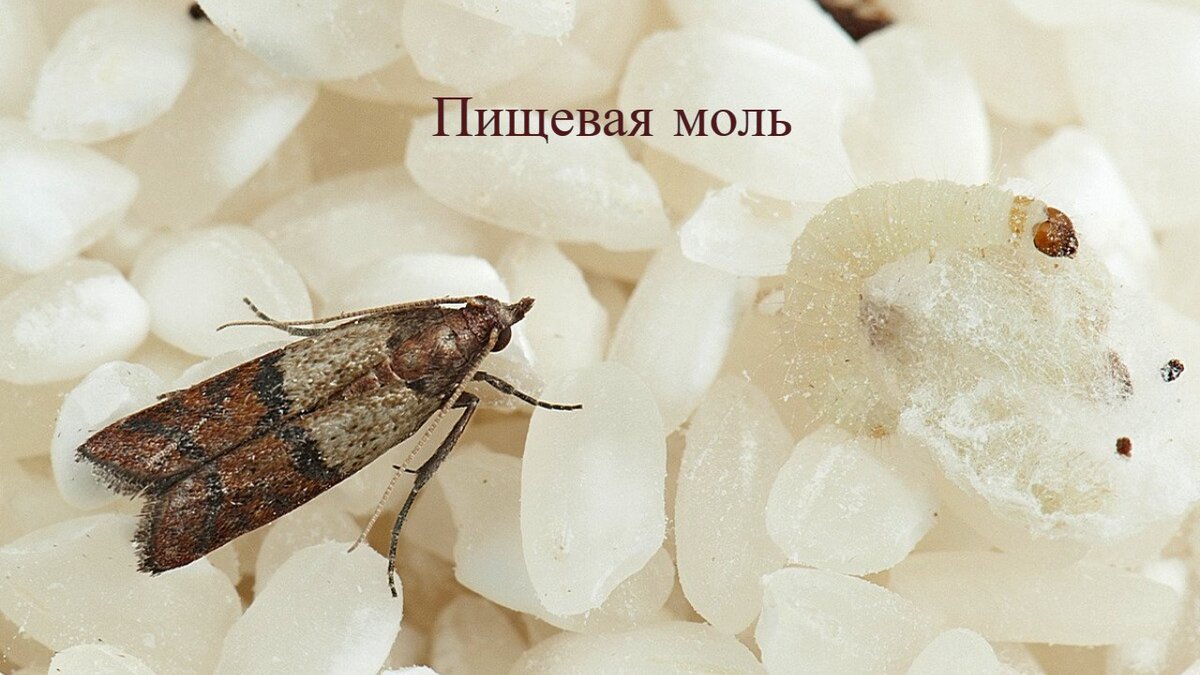 Черная моль в шкафу