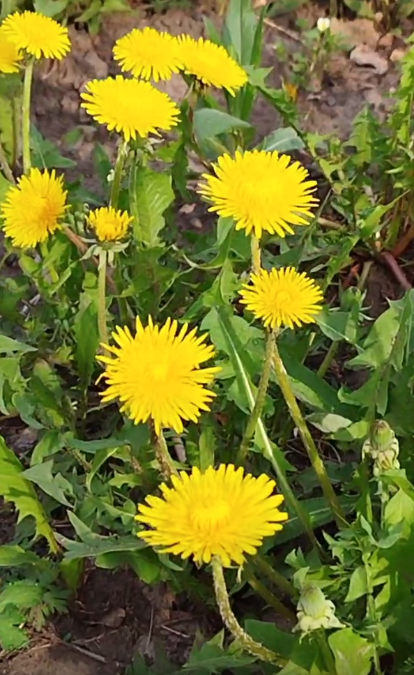 Мои летние дачные одуванчики. 