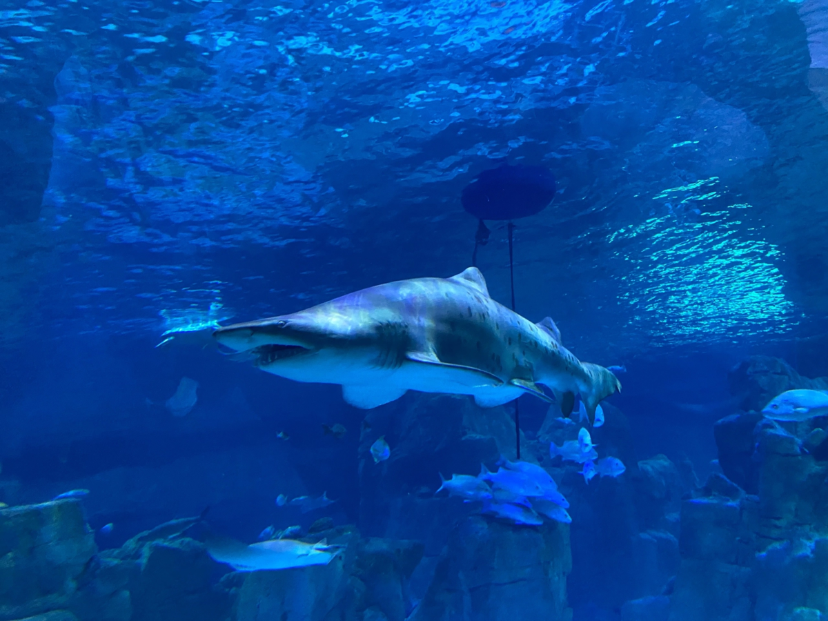 Акула в туннеле 