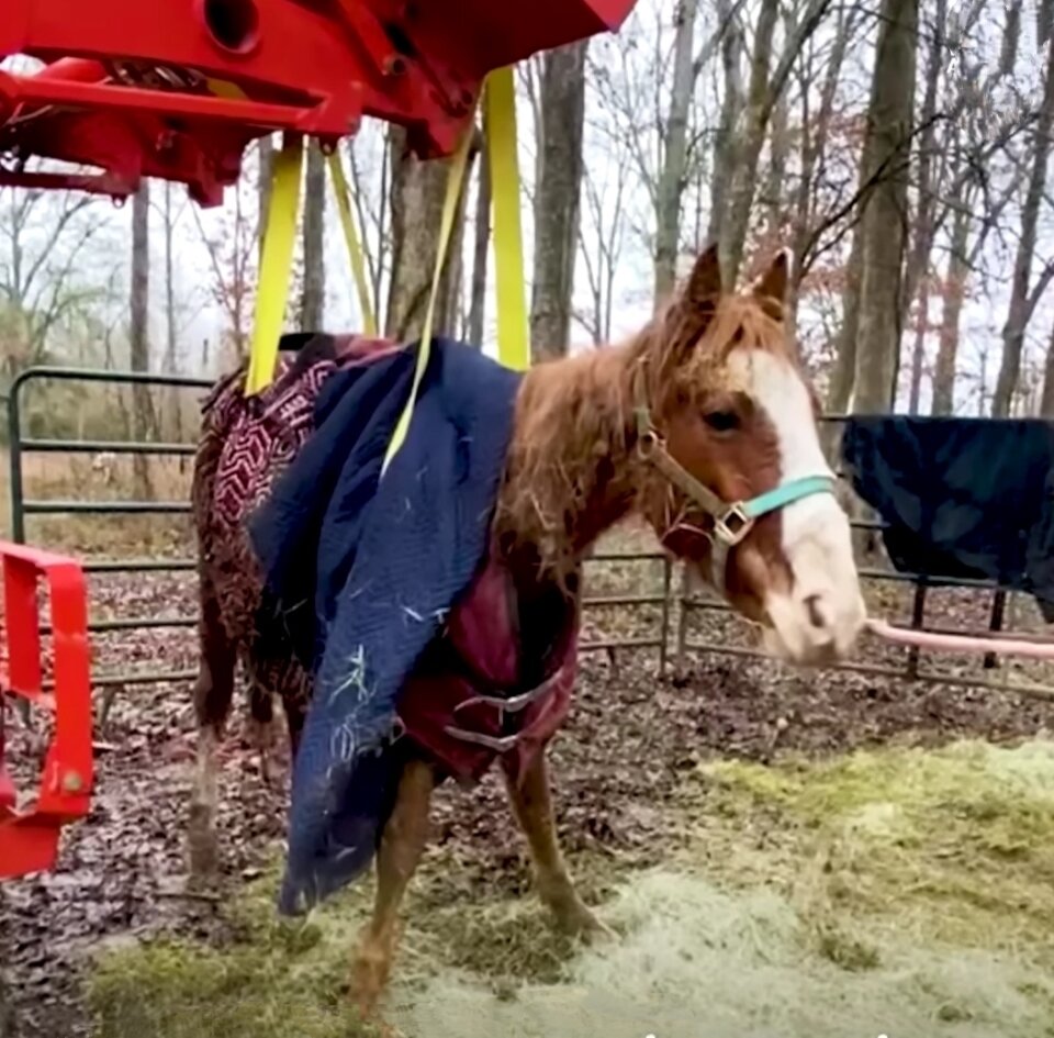Лошадь сначала ставили на ноги при помощи специального приспособления