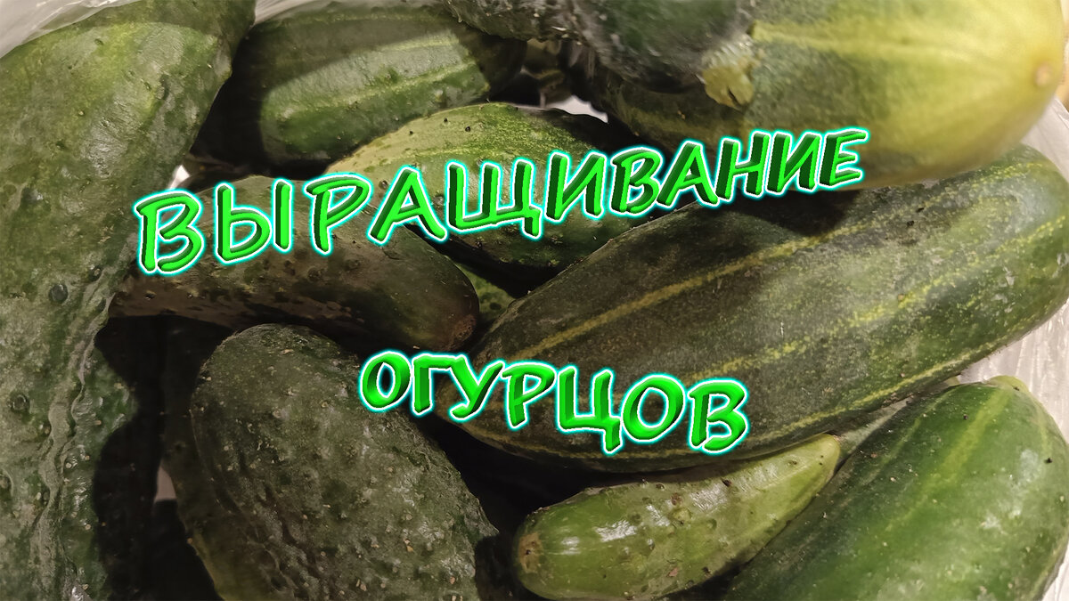 Свои огурцы, выращенные в теплице. 