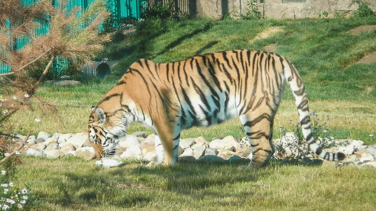 Тигр в саду